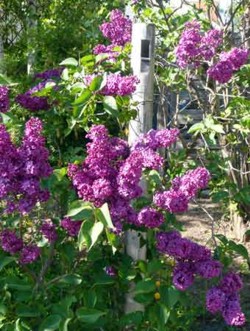 Orgelpfeife im Flieder.